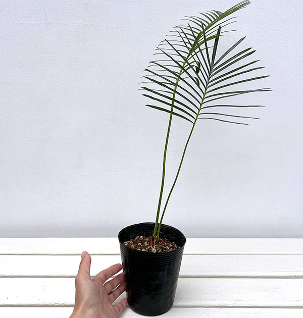 観葉植物ソテツ（常緑樹の植木、庭木）｜苗木、植木 | 花