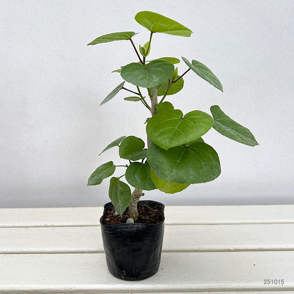 花木 庭木の苗 オオハマボウ コンパクタ 3号ポット : 園芸ネット