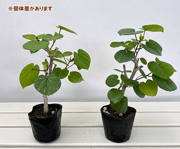 花木 庭木の苗 オオハマボウ コンパクタ 3号ポット : 園芸ネット