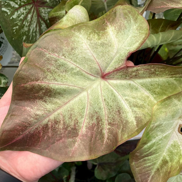 観葉植物 ガーデンカラジウム ハートトゥハート...の詳細画像4