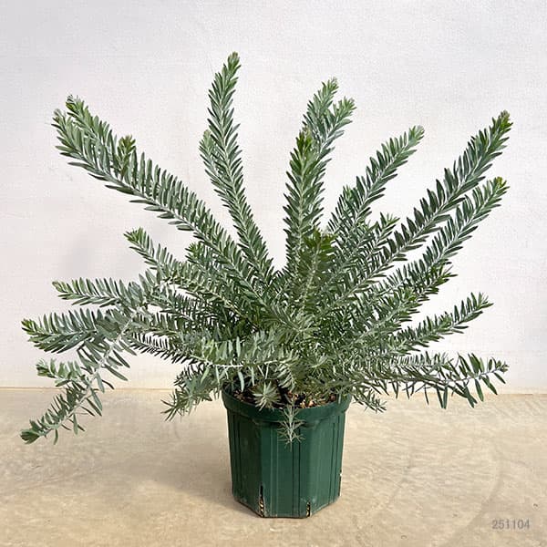 アカシア ブルーブッシュのおすすめ人気商品一覧 通販 - Yahoo