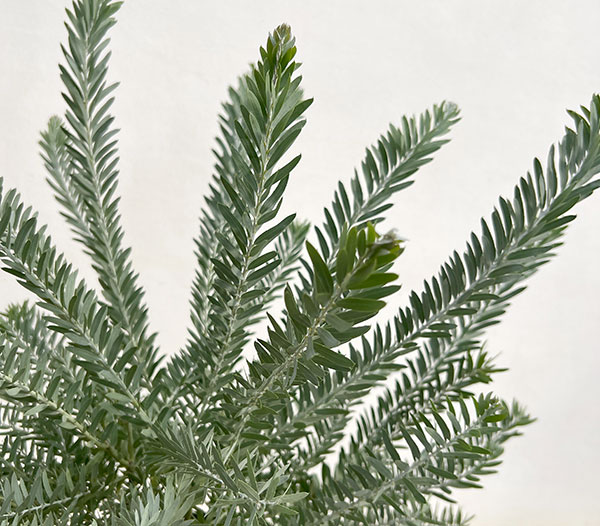 アカシア ブルーブッシュのおすすめ人気商品一覧 通販 - Yahoo