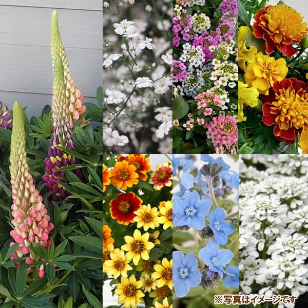 花の種 ミックスフラワー MixFlower* 花タネ 草丈40〜60cm |  | 01