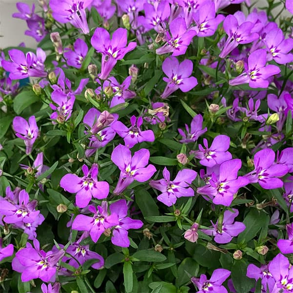 草花の苗 アーリーサマーセール (わけあり特価...の詳細画像1