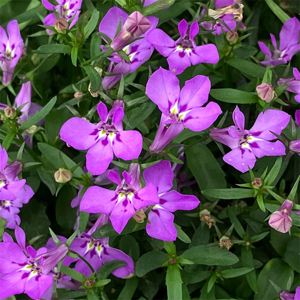 草花の苗 アーリーサマーセール (わけあり特価...の詳細画像2