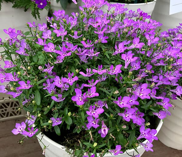 草花の苗 アーリーサマーセール (わけあり特価...の詳細画像3