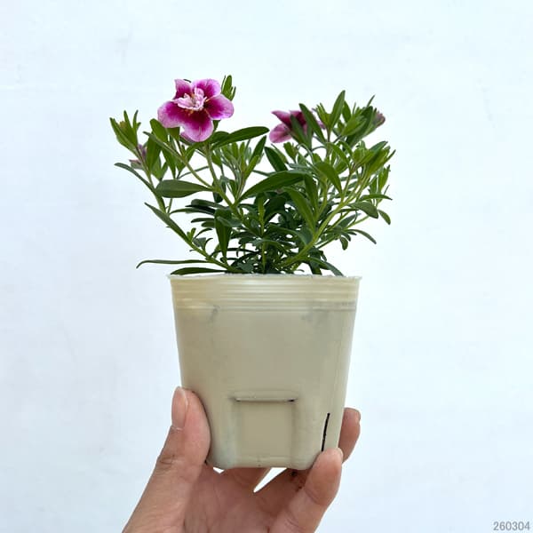 草花の苗 カリブラコア八重咲 ウノダブル チェリーフリル3号ポット