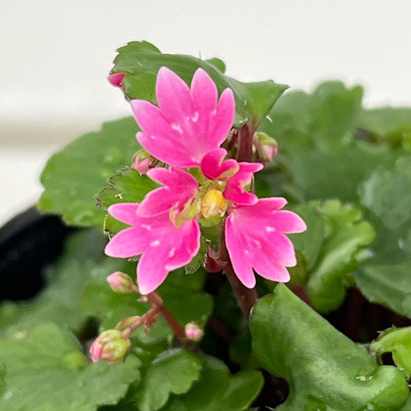 山野草の苗 ダイモンジソウ(大文字草) 舞扇3...の詳細画像3