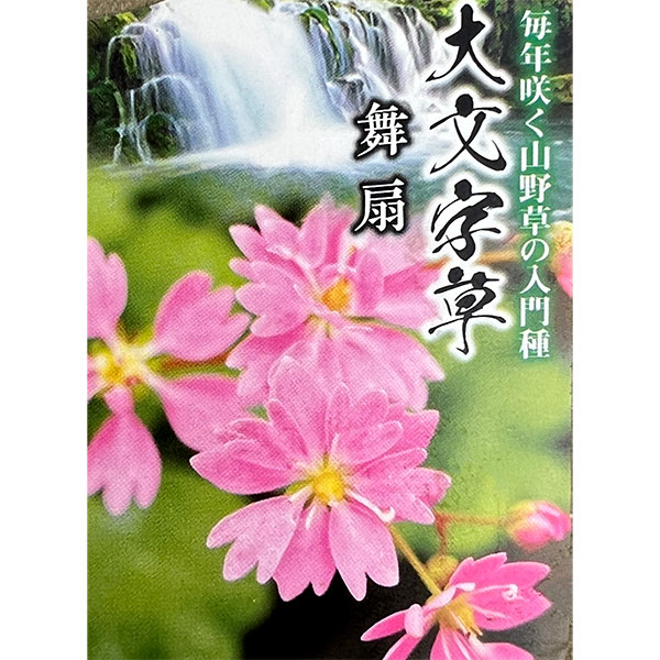 山野草の苗 ダイモンジソウ(大文字草) 舞扇3...の詳細画像5