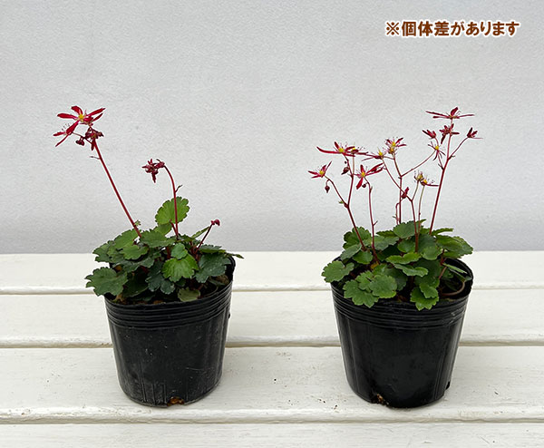 山野草の苗 ダイモンジソウ(大文字草) ちなり...の詳細画像4