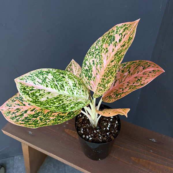 観葉植物 アグラオネマ オレンジスターダスト ...の詳細画像5