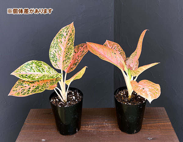 アグラオネマ レッドアーミー（観葉植物） | 花、ガーデニング の