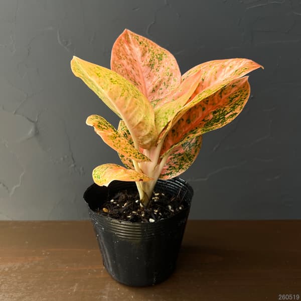 観葉植物 アグラオネマ オレンジスターダスト ...の詳細画像1