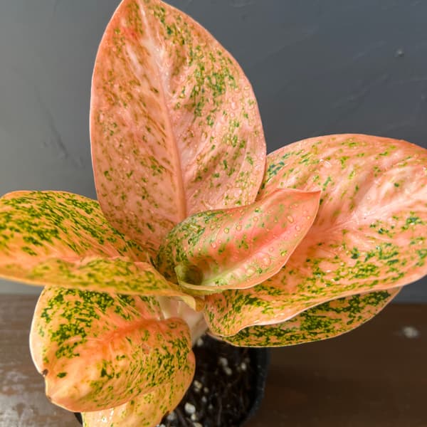 観葉植物 アグラオネマ オレンジスターダスト ...の詳細画像2