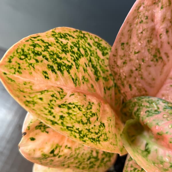 観葉植物 アグラオネマ オレンジスターダスト ...の詳細画像3