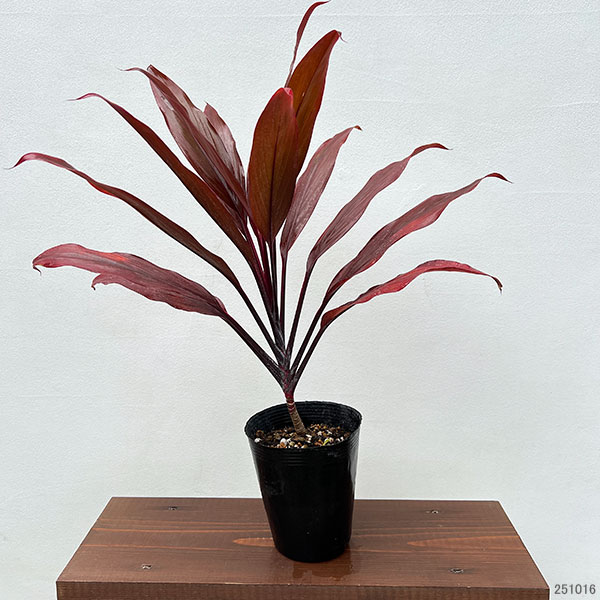 コルジリネ 種類（観葉植物） | 花、ガーデニング の商品一覧 通販
