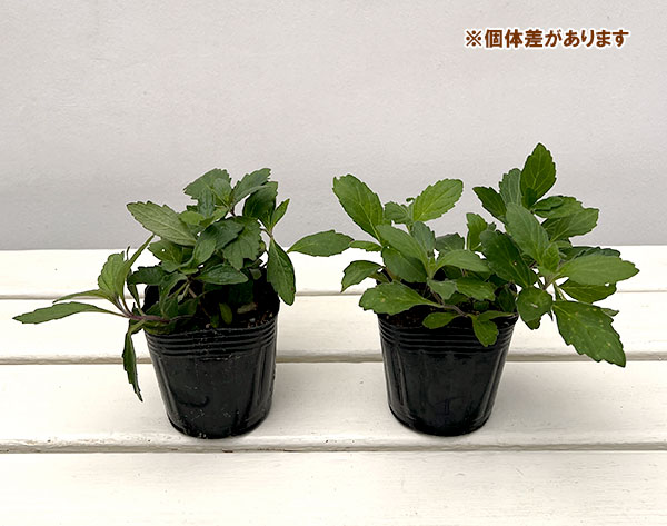 ハーブの苗 カイジンドウ(甲斐竜胆)3号ポットの詳細画像2