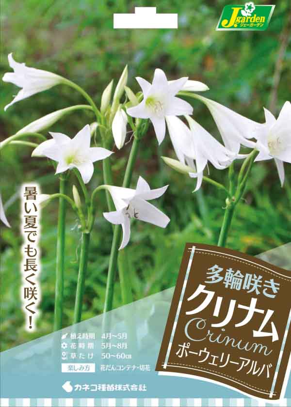 球根 クリナム ポーウェリーアルバ(白)1球入りの詳細画像1
