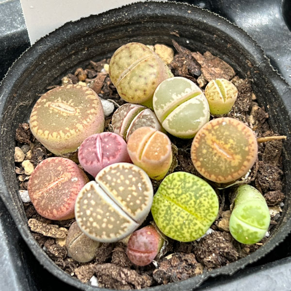 リトープスのおすすめ人気商品一覧 通販 - Yahoo!ショッピング