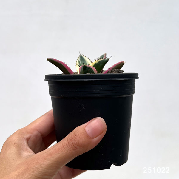 観葉植物 アガベ チタノタ スナグルトゥース ...の詳細画像2