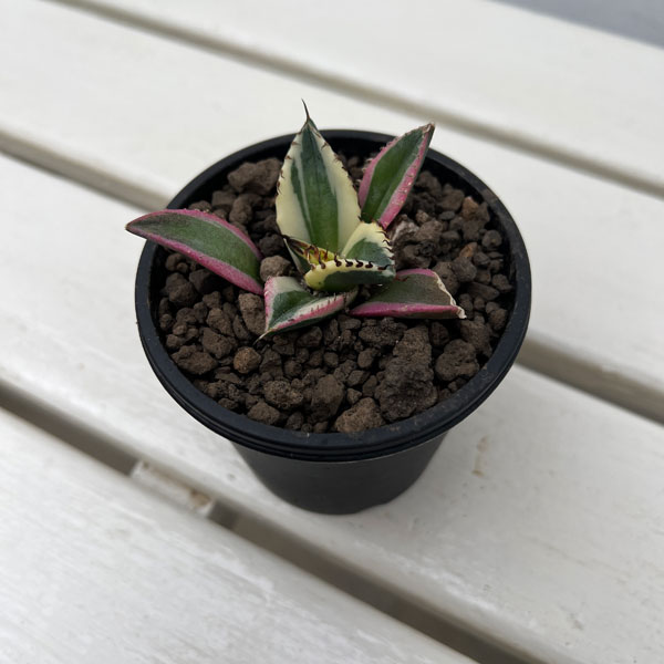 アガベ チタノタ スナグルのおすすめ人気商品一覧 通販 - Yahoo