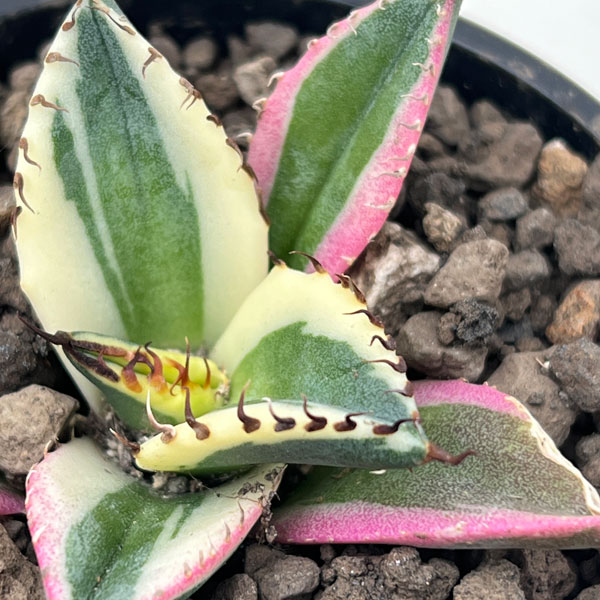 観葉植物 アガベ チタノタ スナグルトゥース ...の詳細画像4