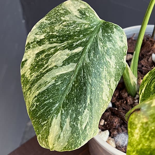 X4 モンステラ　デリシオーサ　ベトシオーサ　セレクトエディション斑入り モンステラ デリシオーサ ベトシオーサ 健康株 – JolieNursery