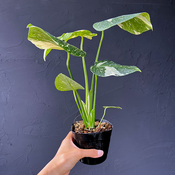 観葉植物 モンステラ タイコンステレーション（矮性選抜株）3号ポット