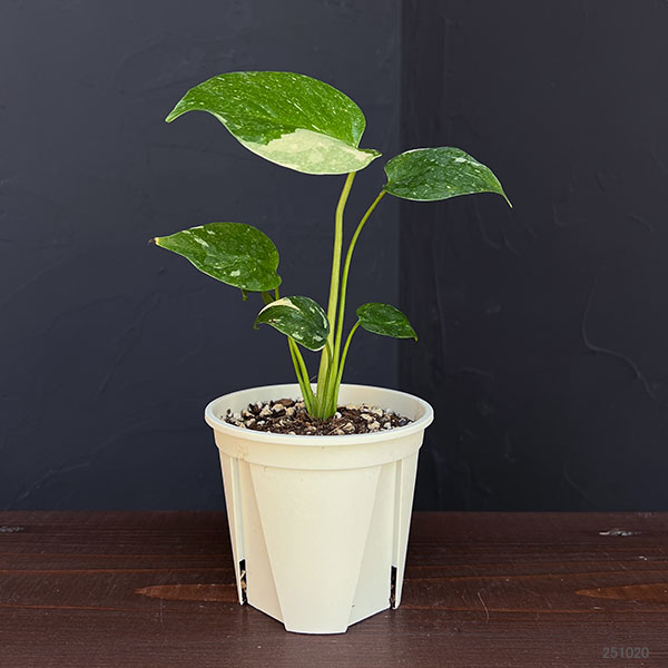 観葉植物 モンステラ タイコンステレーション コンパクタ 3‐3.5号
