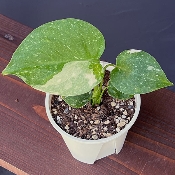 観葉植物 モンステラ タイコンステレーション コンパクタ 3‐3.5号