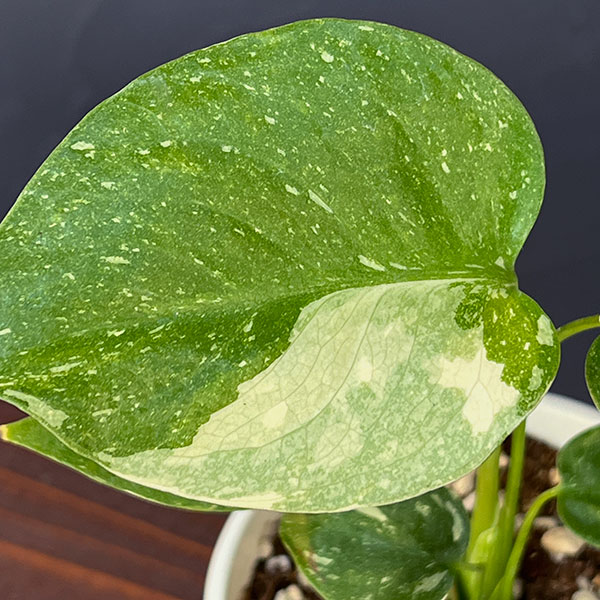 観葉植物 モンステラ タイコンステレーション コンパクタ 3‐3.5号