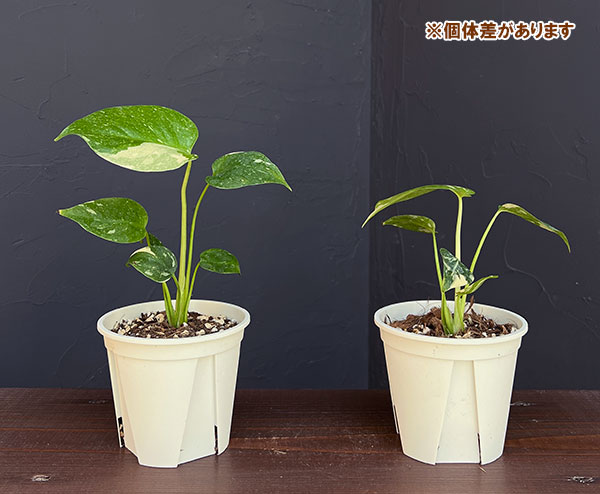 観葉植物 モンステラ タイコンステレーション コンパクタ 3‐3.5号