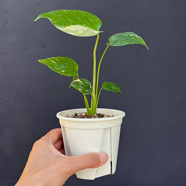 観葉植物 モンステラ タイコンステレーション コンパクタ 3‐3.5号