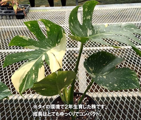 観葉植物 モンステラ タイコンステレーション コンパクタ 3‐3.5号