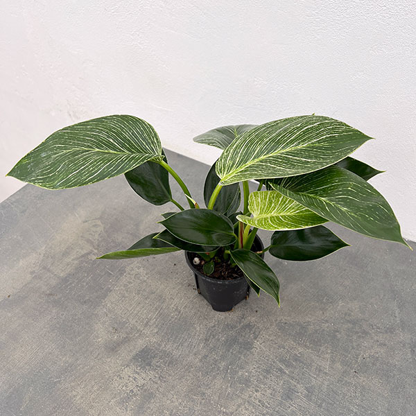 観葉植物 フィロデンドロン バーキン3.5号ポット : 園芸ネット - 通販