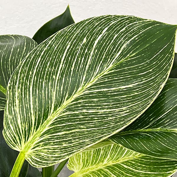 観葉植物 フィロデンドロン バーキン3.5号ポット : 園芸ネット - 通販