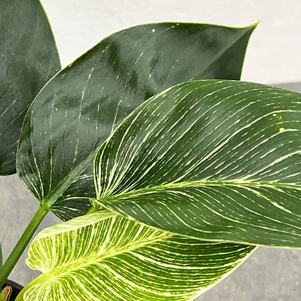 観葉植物 フィロデンドロン バーキン3.5号ポット : 園芸ネット - 通販