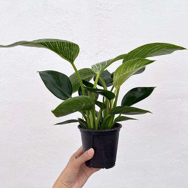観葉植物 フィロデンドロン バーキン3.5号ポット : 園芸ネット - 通販