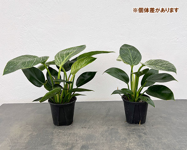 観葉植物 フィロデンドロン バーキン3.5号ポット : 園芸ネット - 通販