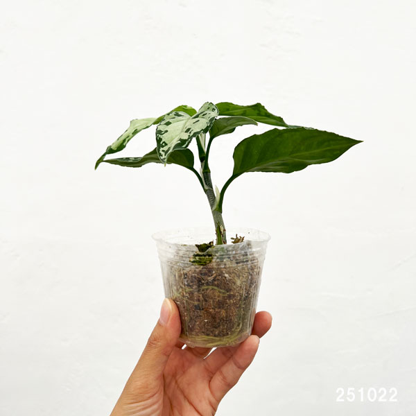 観葉植物 アグラオネマ ピクタム トリカラーブラック 2.5号ポット