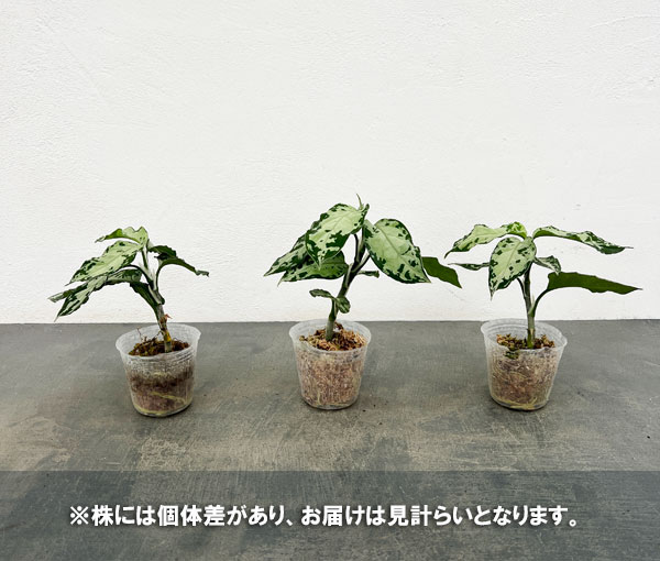 観葉植物 アグラオネマ ピクタム トリカラーブラック 2.5号ポット