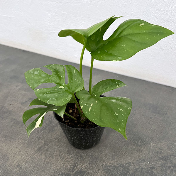 モンステラ 斑入りのおすすめ人気商品一覧 通販 - Yahoo!ショッピング