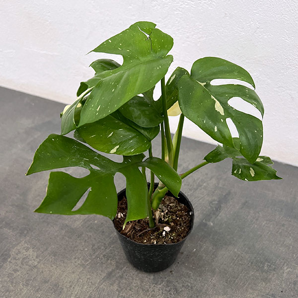 モンステラ 斑入り（観葉植物） | 花、ガーデニング のおすすめ人気