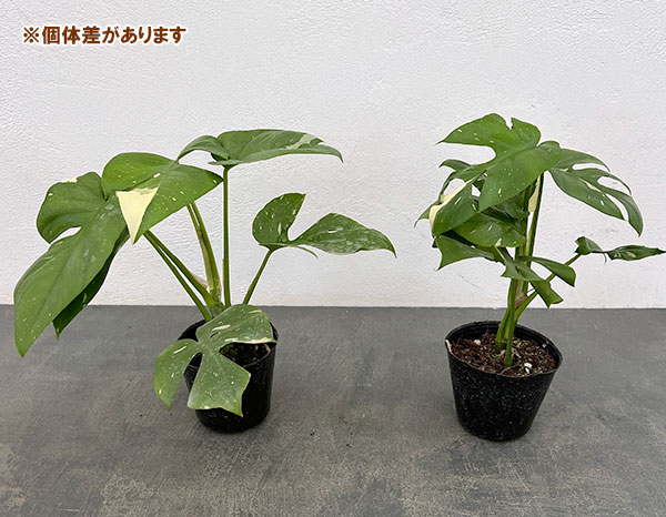 ヒメモンステラ（観葉植物） | 花、ガーデニング のおすすめ人気商品