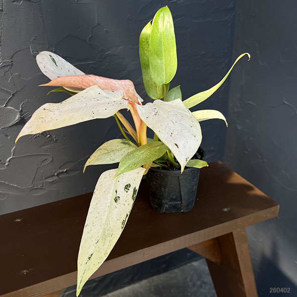 観葉植物 フィロデンドロン ホイップルウェイ 3.5号ポット : 園芸