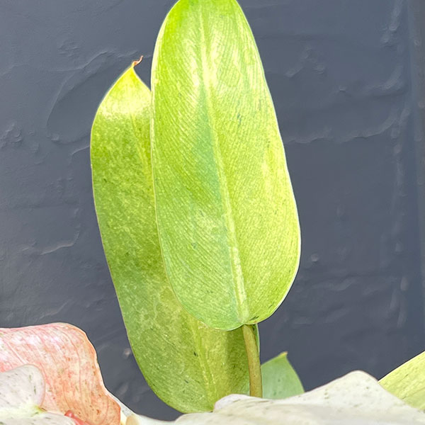 観葉植物 フィロデンドロン ホイップルウェイ 3.5号ポット : 園芸