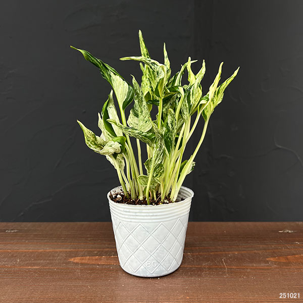 観葉植物 ポトス テルノラブソング 3号ポットの詳細画像1