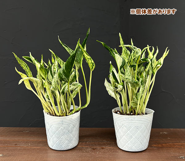 観葉植物 ポトス テルノラブソング 3号ポットの詳細画像5