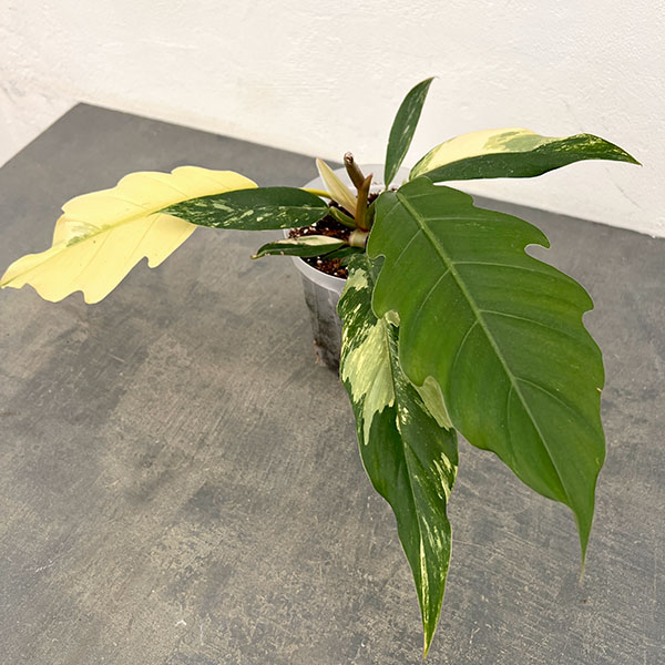 フィロデンドロン 斑入りのおすすめ人気商品一覧 通販 - Yahoo