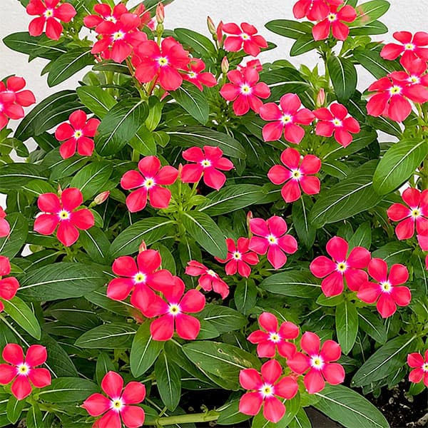 草花の苗 （わけあり特価）ニチニチソウ フェアリースターコーラル